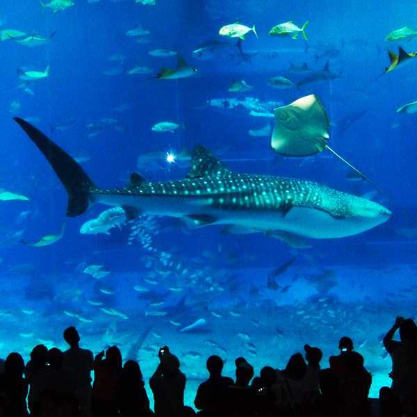 美ら海水族館